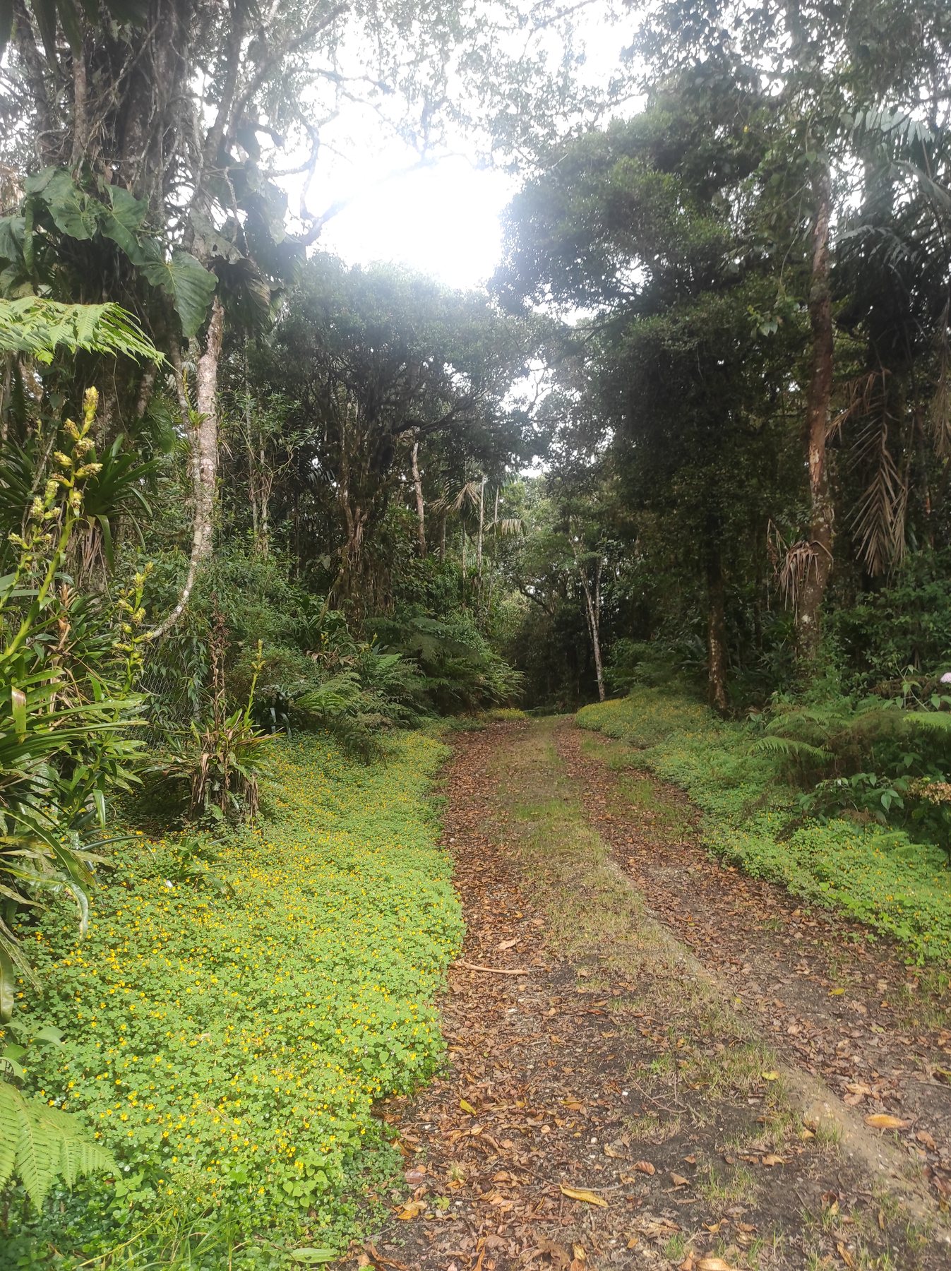 Camino boscoso cerca de Posada Otilia