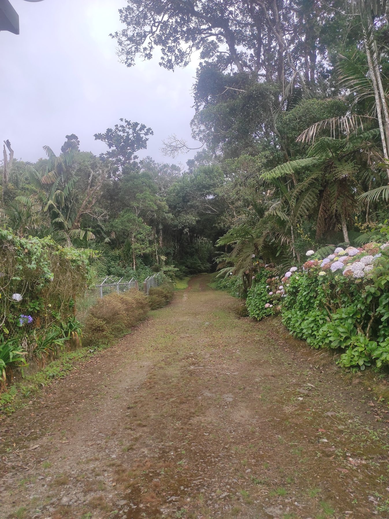 Sendero floral en el bosque cerca de Posada Otilia