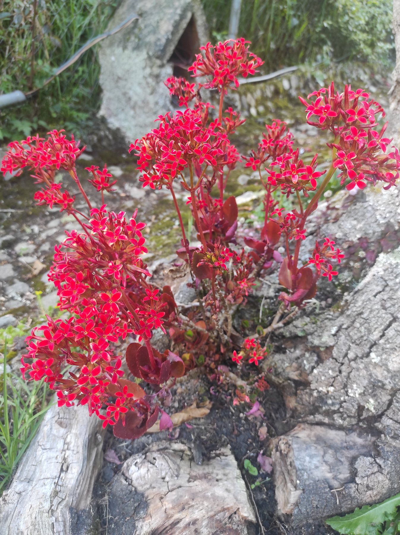 Flores rojas y vegetacion de montaña en Posada Otilia