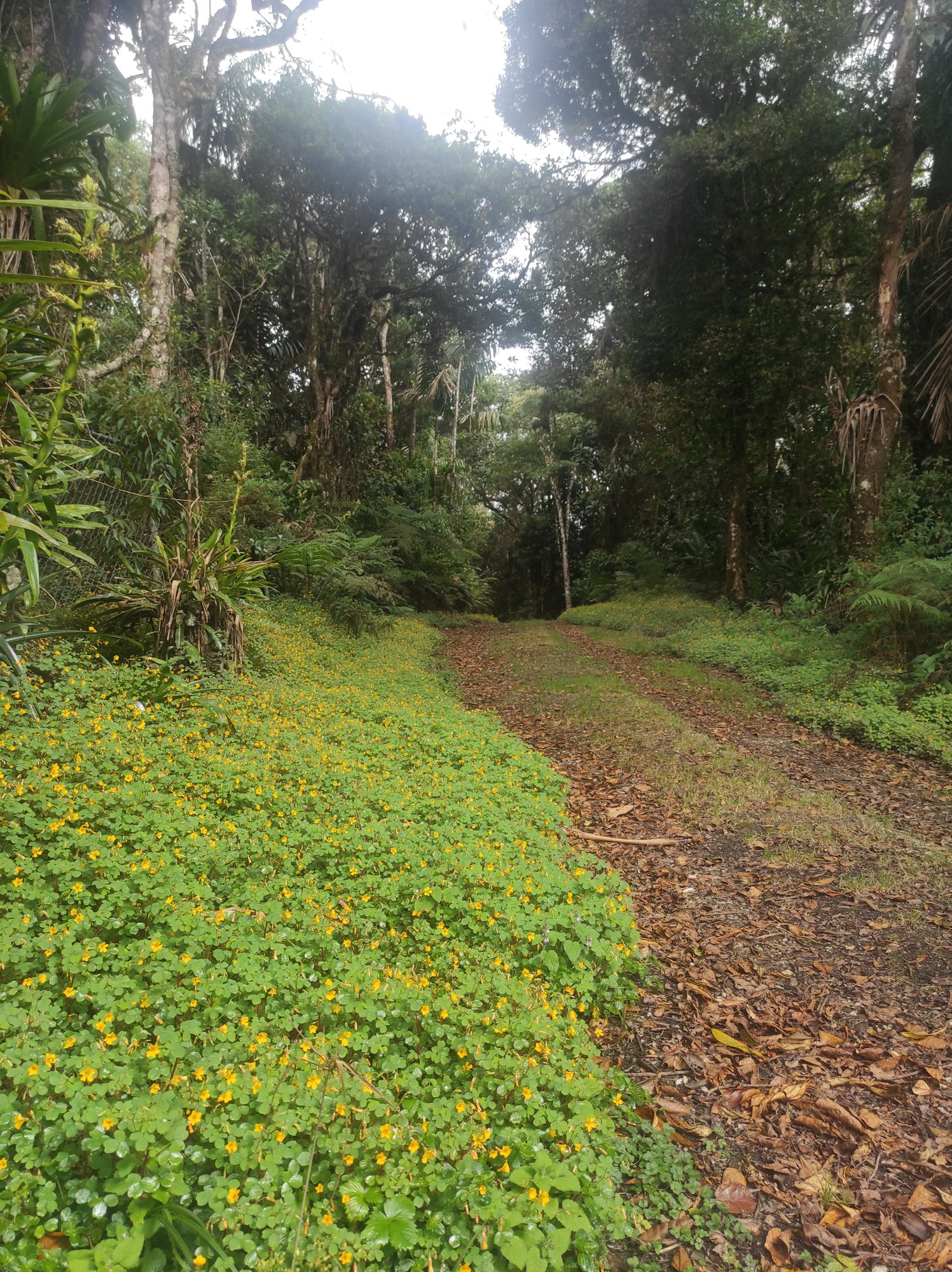 Bosque nublado y senderos cerca de Posada Otilia