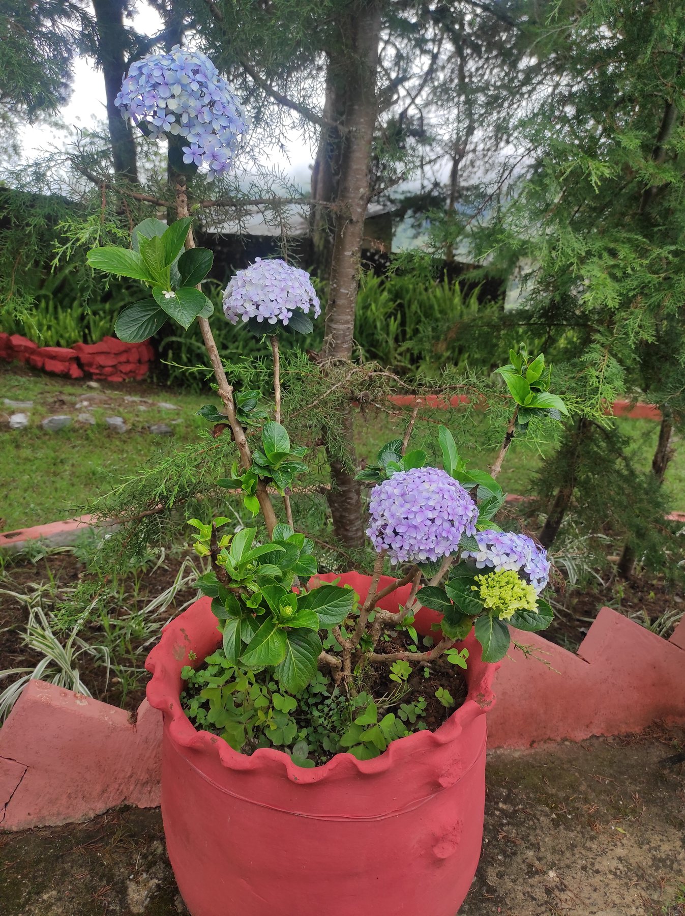 Hortensias y jardines de la posada