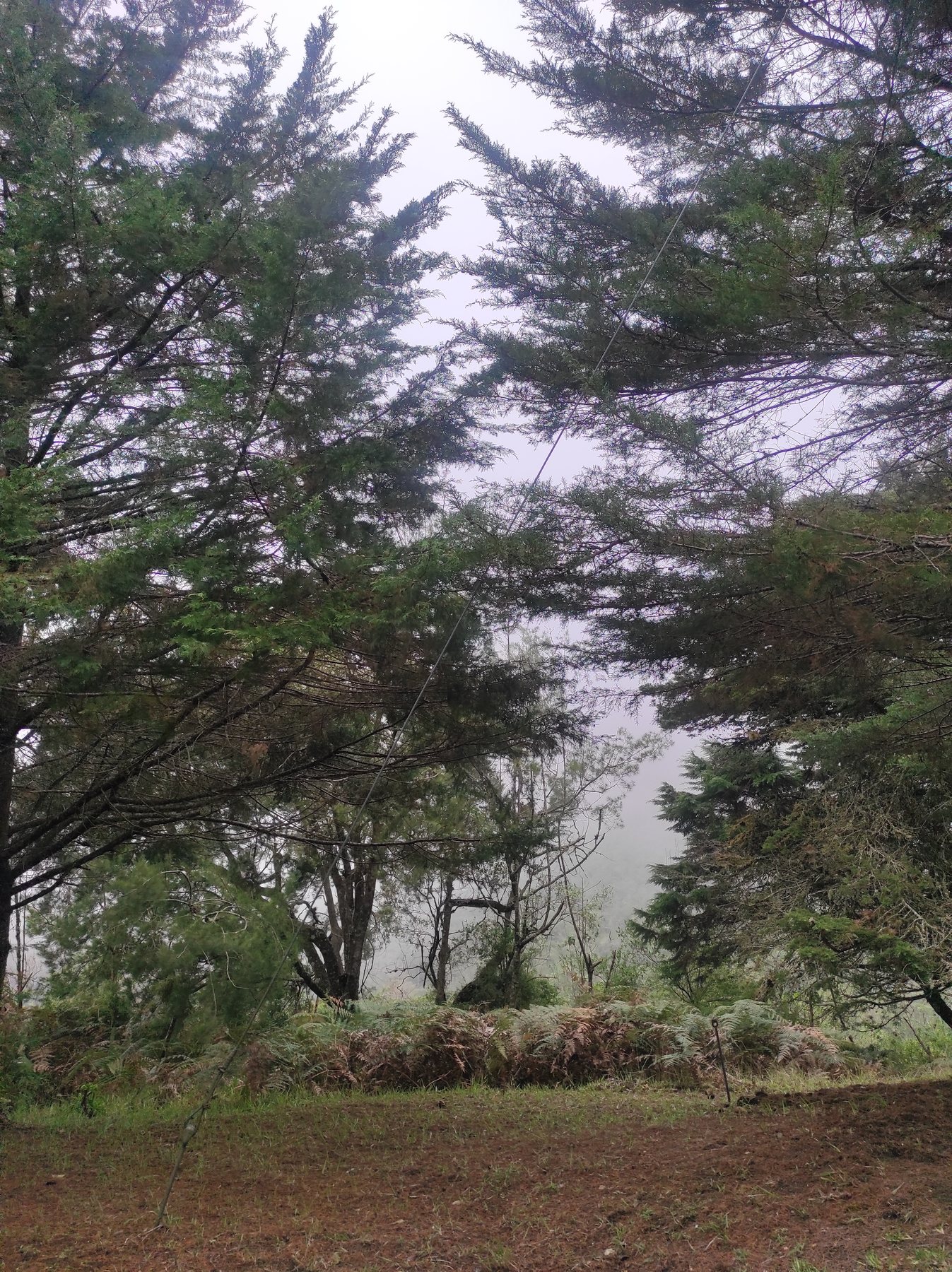 Jardín con pinos en Posada Otilia