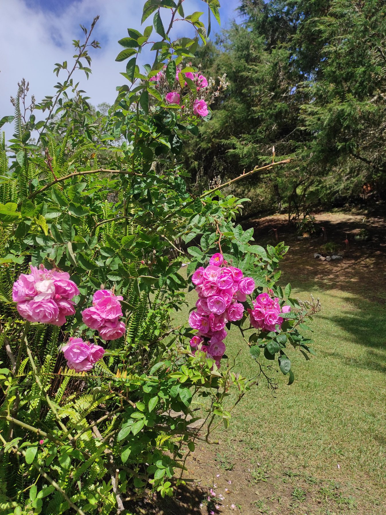 Rosas y jardin floreado en Posada Otilia